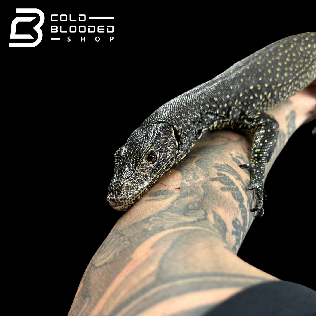 Sub Adult Blue-tailed Monitor - Varanus doreanus