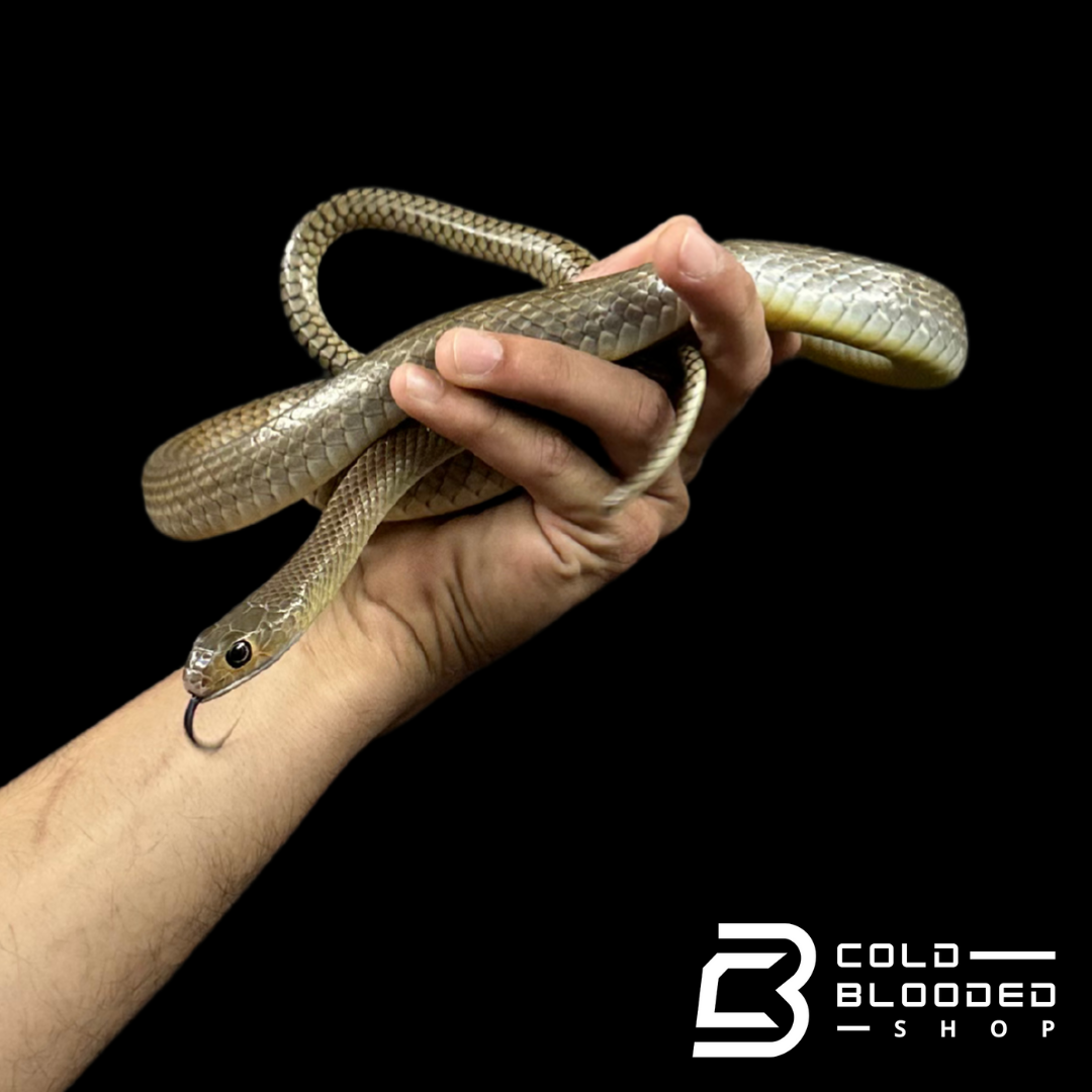 Indo-Chinese Rat Snakes - Ptyas korros