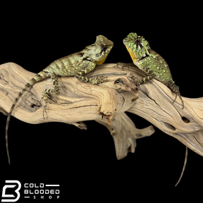 Lagarto monitor sin orejas de Borneo juvenil (Lanthanotus borneensis)