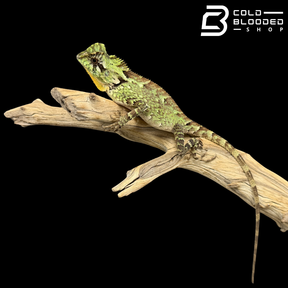 Lagarto monitor sin orejas de Borneo juvenil (Lanthanotus borneensis)