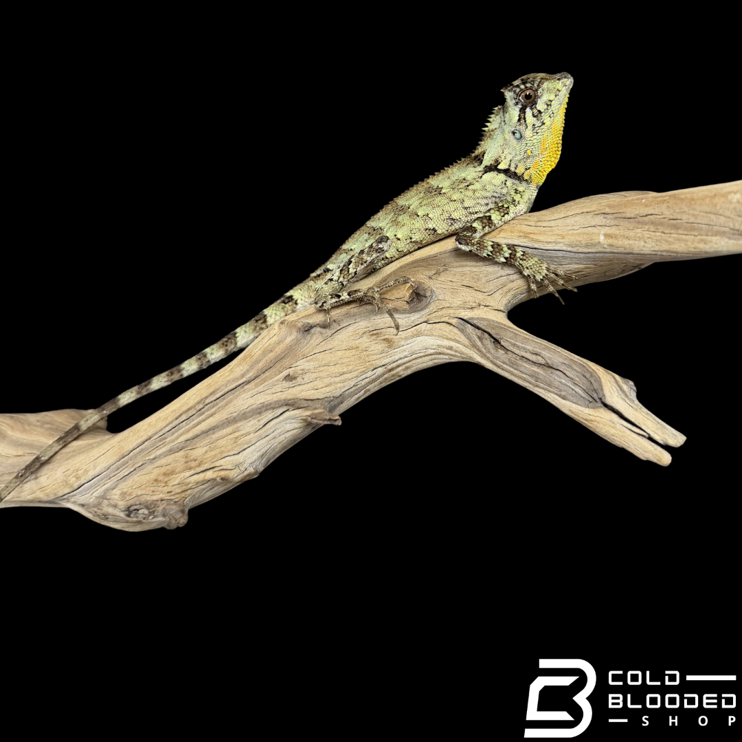 Lagarto monitor sin orejas de Borneo juvenil (Lanthanotus borneensis)