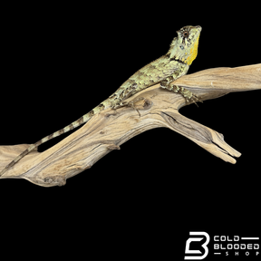 Lagarto monitor sin orejas de Borneo juvenil (Lanthanotus borneensis)