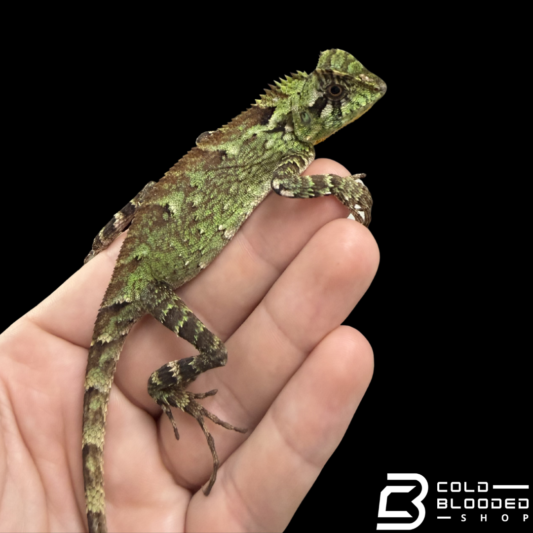 Lagarto monitor sin orejas de Borneo juvenil (Lanthanotus borneensis)