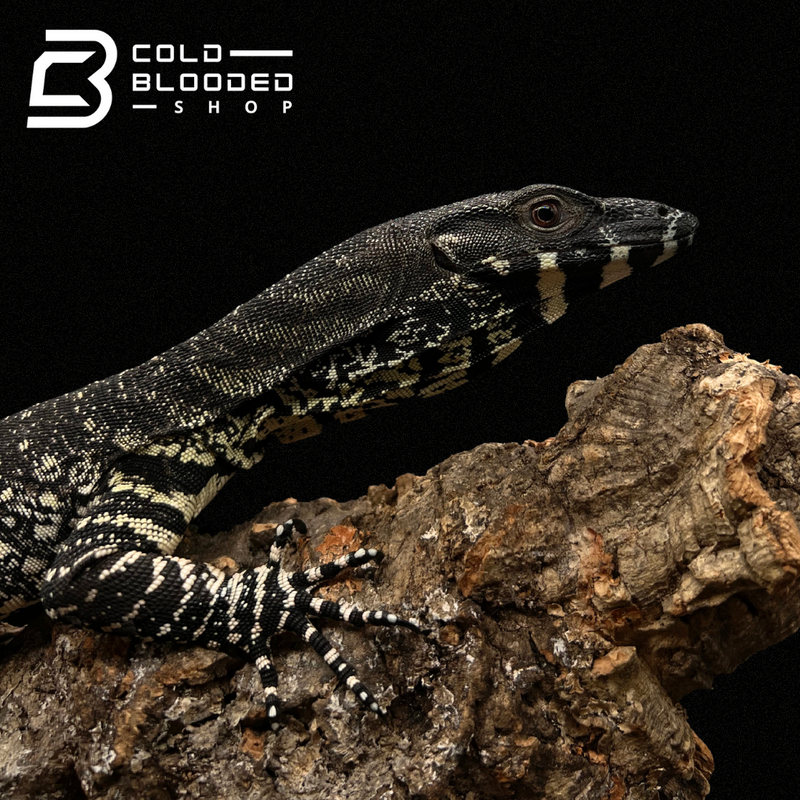 Yearling Lace Monitor - Varanus varius for sale