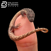 Baby Earless Monitor Lizards - Lanthanotus borneensis