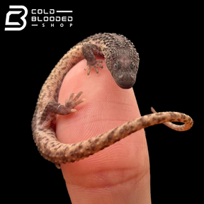 Baby Borneo Earless Monitor Lizards - Lanthanotus borneensis