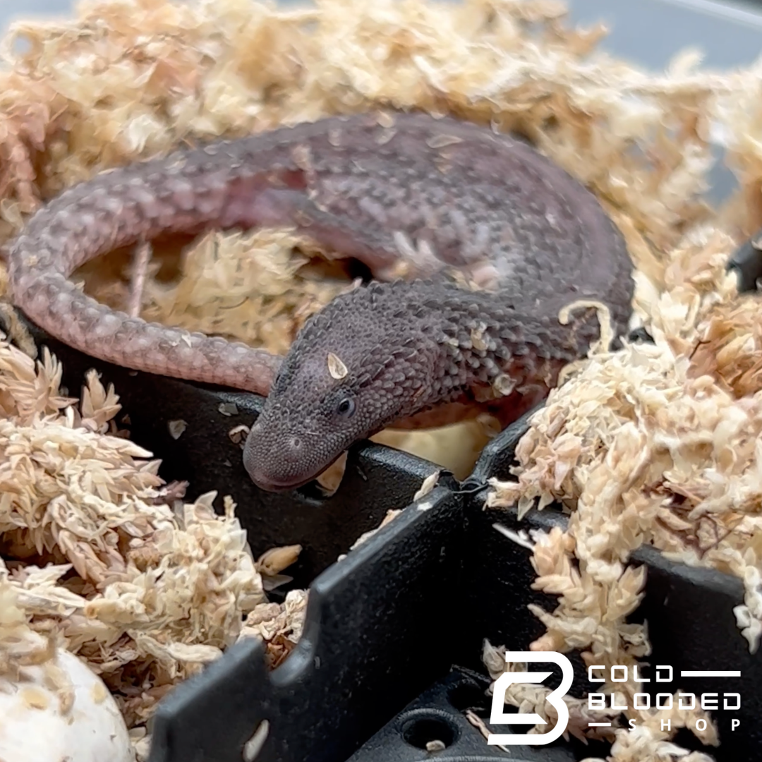 Baby Borneo Earless Monitor Lizards Lanthanotus borneensis for sale