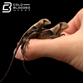 Western Dead Leaf Lizards - Stenocercus fimbriatus