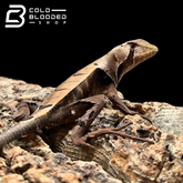 Western Dead Leaf Lizards - Stenocercus fimbriatus