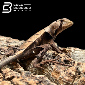 Western Dead Leaf Lizards - Stenocercus fimbriatus