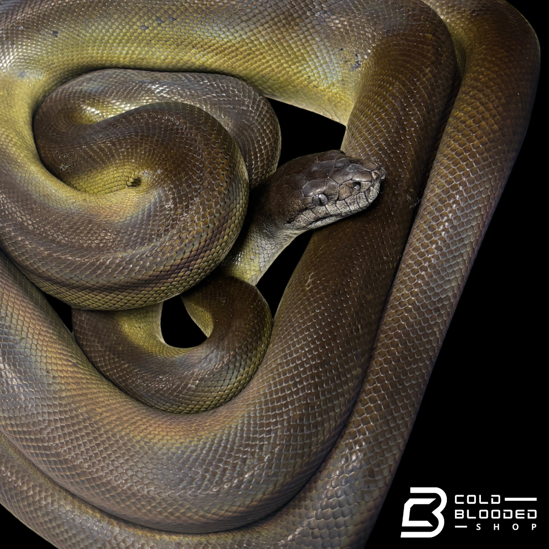 Female Papuan Olive Python -Apodora papuana