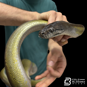 Huge male Papuan Python -Apodora papuana