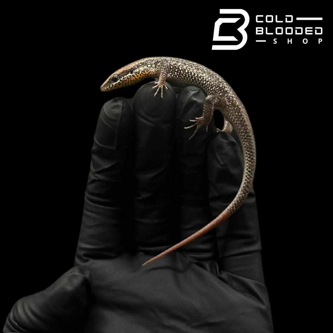 Bronze Grass Skinks- Eutropis macularia