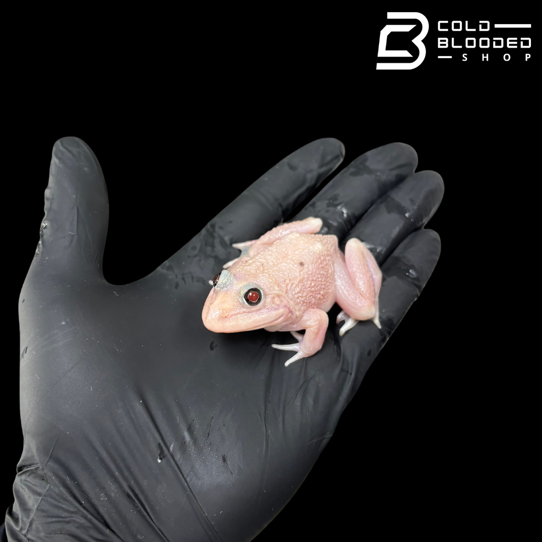 Lucy Chinese Bullfrog - Hoplobatrachus chinensis