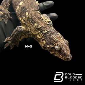 Adult Male GT Leachianus Geckos - Rhacodactylus leachianus 1-3