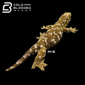 Adult Male Darth Maul x NuuAna/DuuAna Leachianus Geckos - Rhacodactylus leachianus 1-4