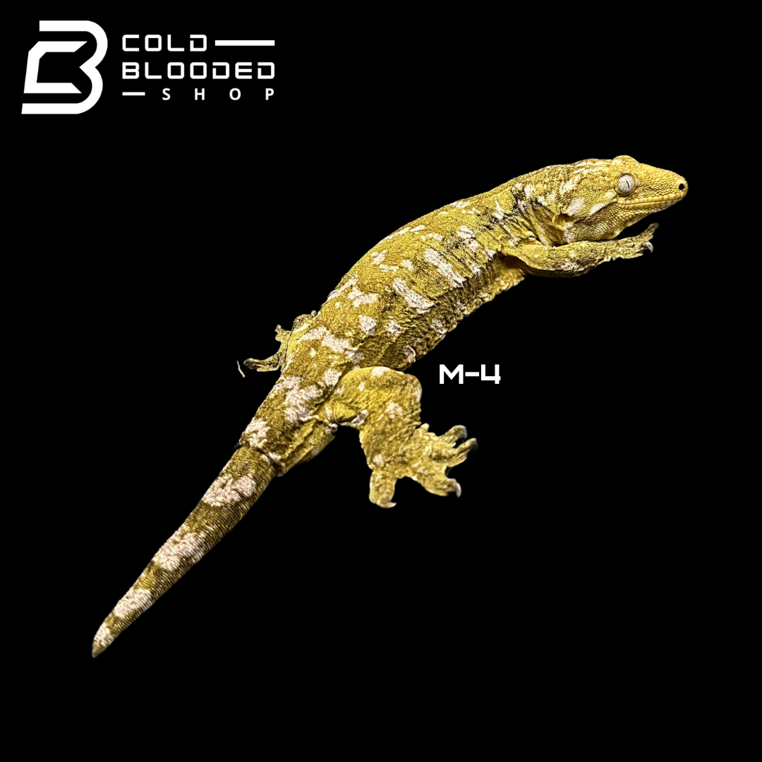 Adult Male Darth Maul x NuuAna/DuuAna Leachianus Geckos - Rhacodactylus leachianus 1-4