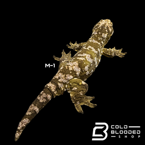 Adult Male Darth Maul x NuuAna/DuuAna Leachianus Geckos - Rhacodactylus leachianus 1-4