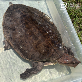 Aubry's Flapshell Turtle - Cycloderma Aubryi