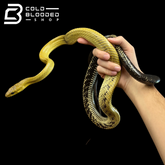 Male Jansen's Rat Snake - Gonyosoma jansenii #2