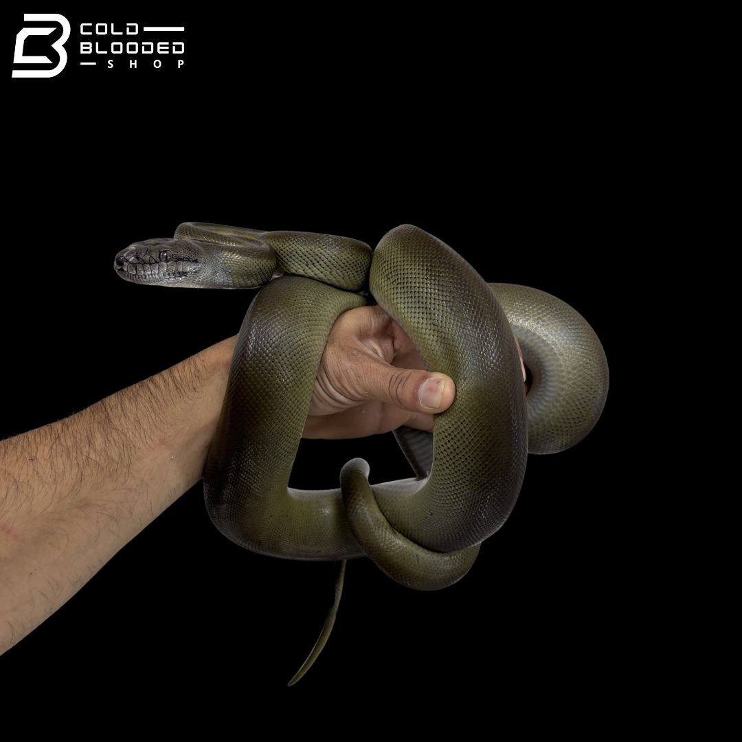 Young Male Papuan Python - Apodora Papuana