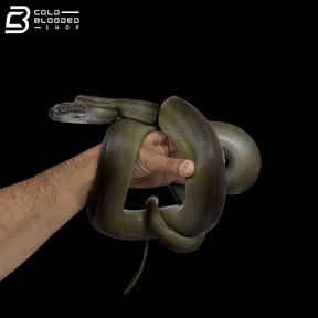 Young Male Papuan Python - Apodora Papuana