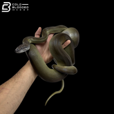 Young Male Papuan Python - Apodora Papuana