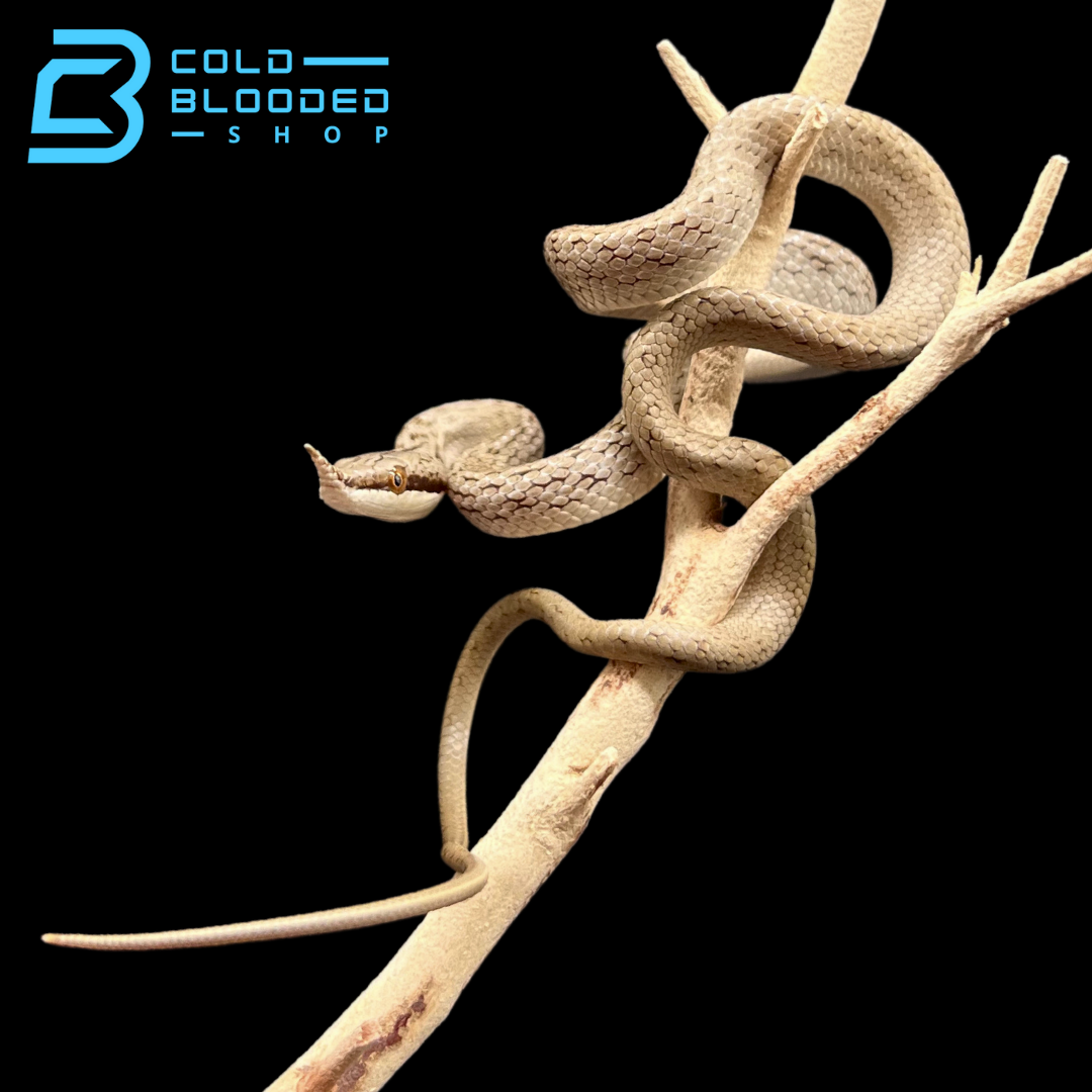 Rhinoceros Rat Snakes - Gonyosoma boulengeri - Cold Blooded Shop