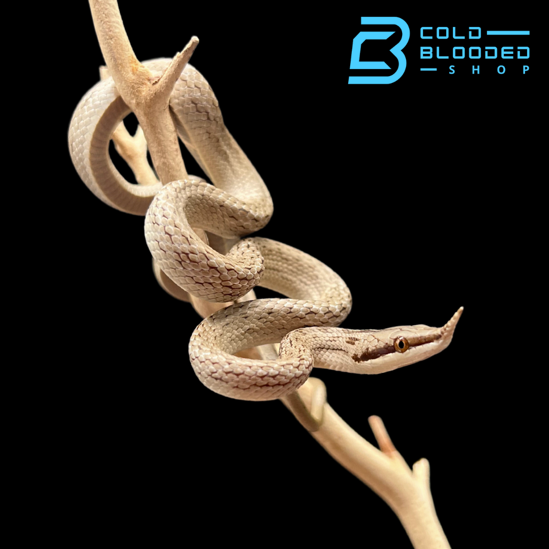 Rhinoceros Rat Snakes - Gonyosoma boulengeri - Cold Blooded Shop