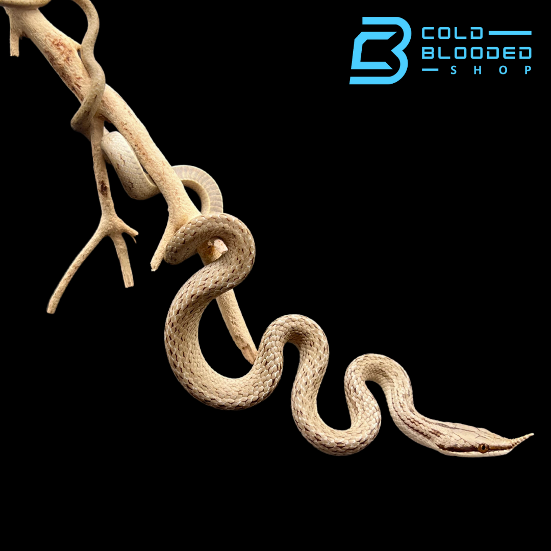 Rhinoceros Rat Snakes - Gonyosoma boulengeri - Cold Blooded Shop