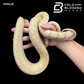 Adult Pair of Albino Oriental Rat Snakes - Ptyas mucosa - Cold Blooded Shop