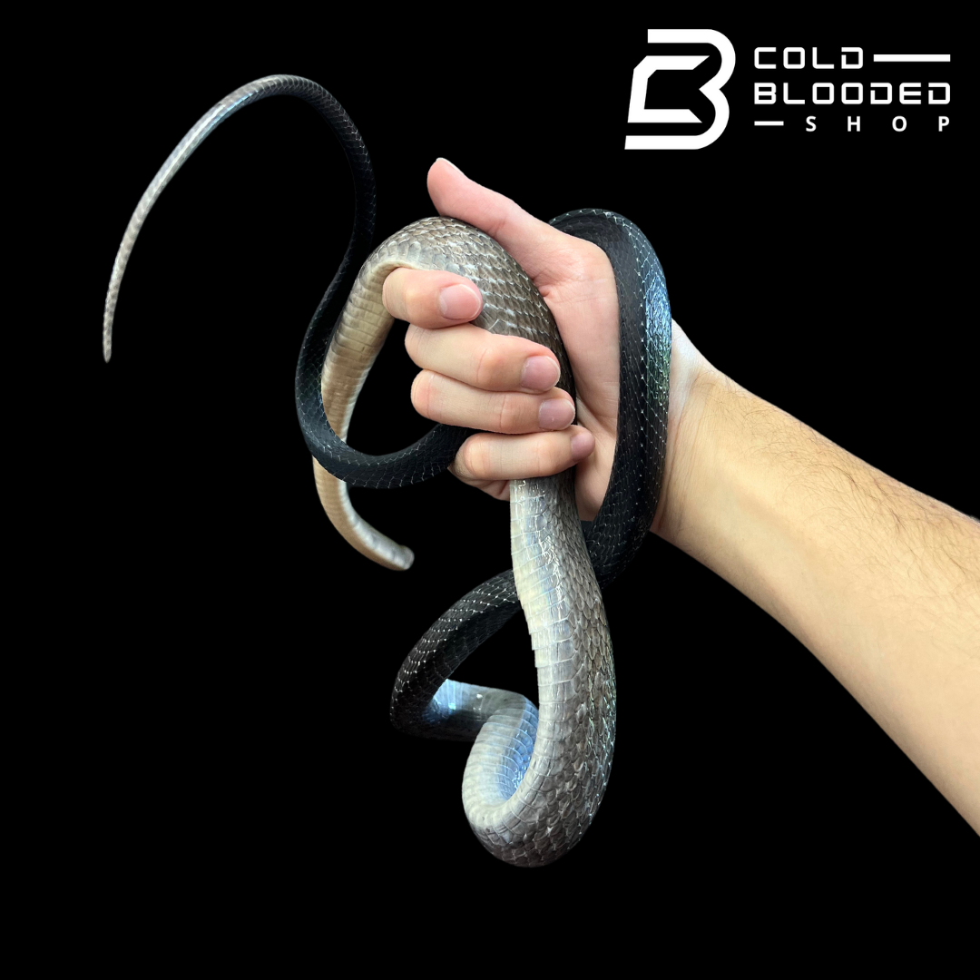 Male Black Copper Ratsnake - Coelognathus flavolineatus #1