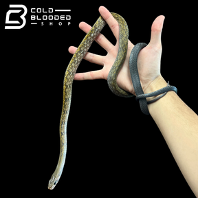 Male Black Copper Rat Snake - Coelognathus flavolineatus #2
