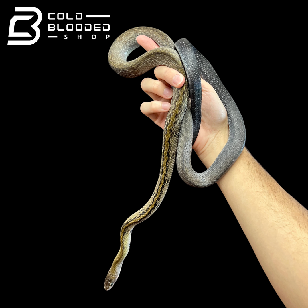 Male Black Copper Ratsnake - Coelognathus flavolineatus #3