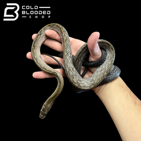 Male Black Copper Rat Snake - Coelognathus flavolineatus #4