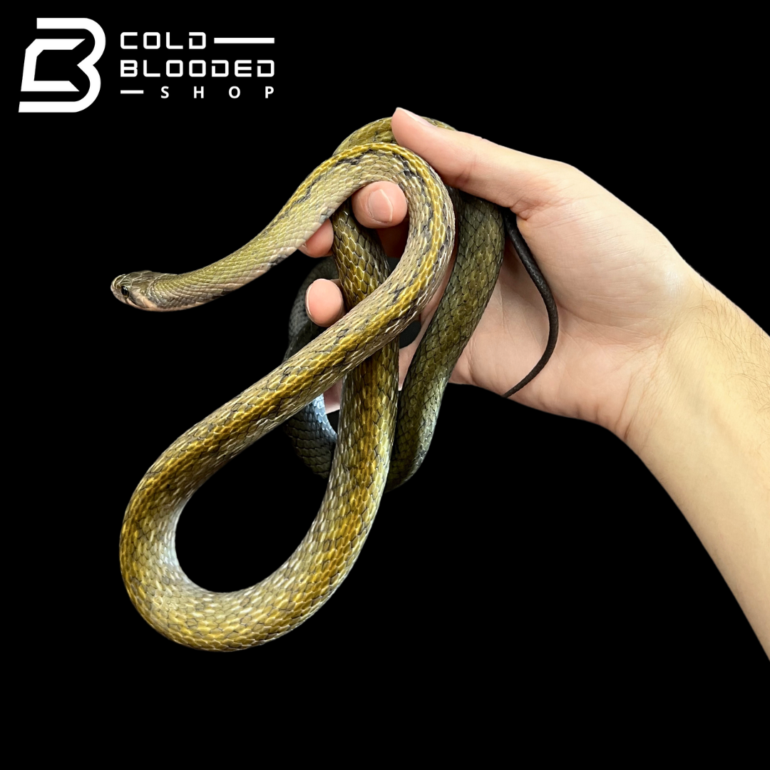 Male Black Copper Ratsnake - Coelognathus flavolineatus #5