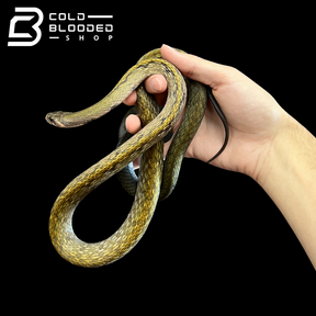 Male Black Copper Rat Snake - Coelognathus flavolineatus #5