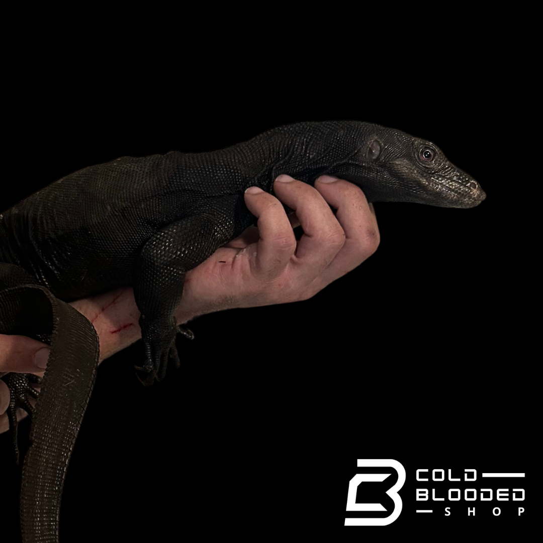 Adult Male Black Dragon Water Monitor - Varanus salvator