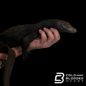 Adult Male Black Dragon Water Monitor - Varanus salvator