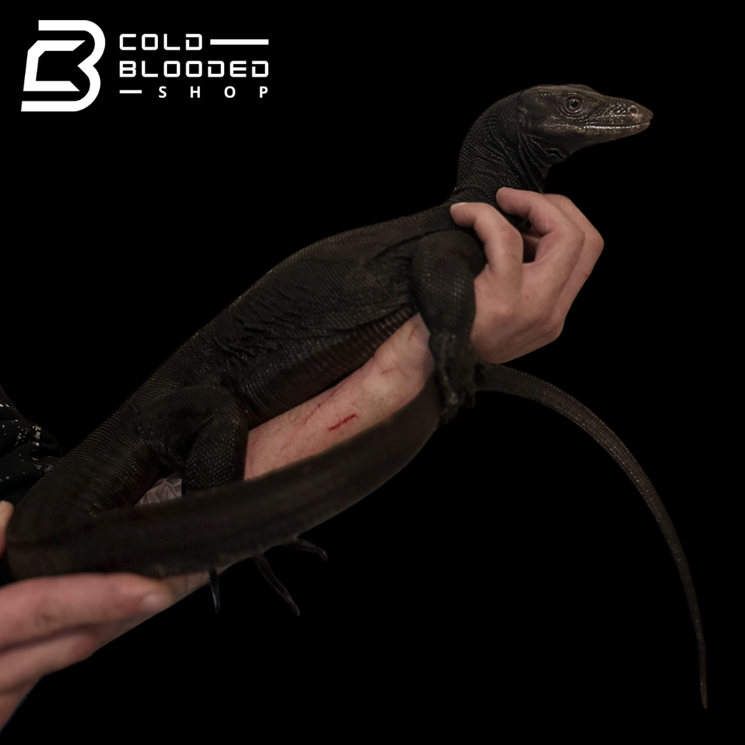 Adult Male Black Dragon Water Monitor - Varanus salvator