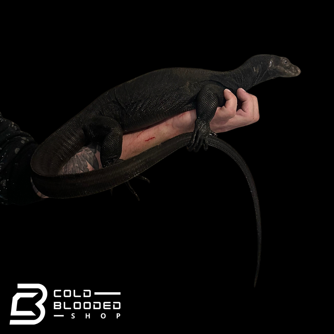 Adult Male Black Dragon Water Monitor - Varanus salvator