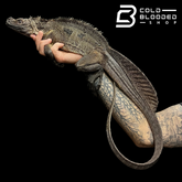 Adulto Negro Lagarto Dragón Sailfin - Hydrosaurus celebensis