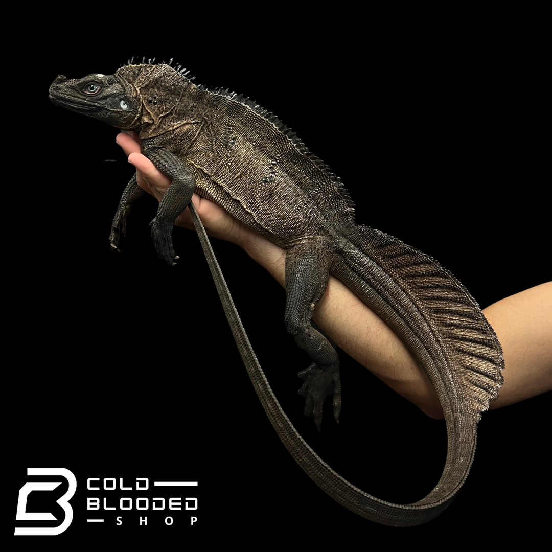 Adult Indonesian Sailfin Dragon Lizard - Hydrosaurus microlophus