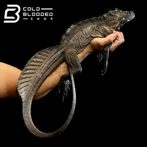 Adult Indonesian Sailfin Dragon Lizard - Hydrosaurus microlophus - Cold Blooded Shop