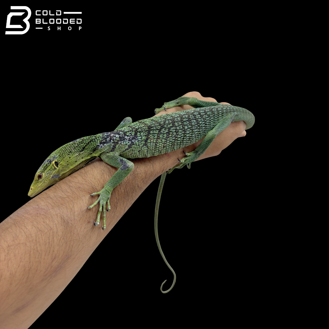 Male Green Tree Monitor - Varanus Prasinus