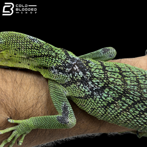 Male Green Tree Monitor - Varanus Prasinus