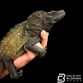 Adult Black Sailfin Dragon Lizard - Hydrosaurus celebensis