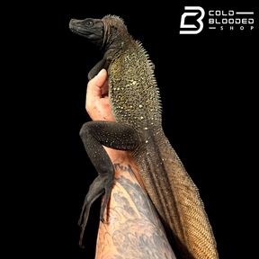 Adult Black Sailfin Dragon Lizard - Hydrosaurus celebensis