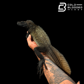 Adult Black Sailfin Dragon Lizard - Hydrosaurus celebensis