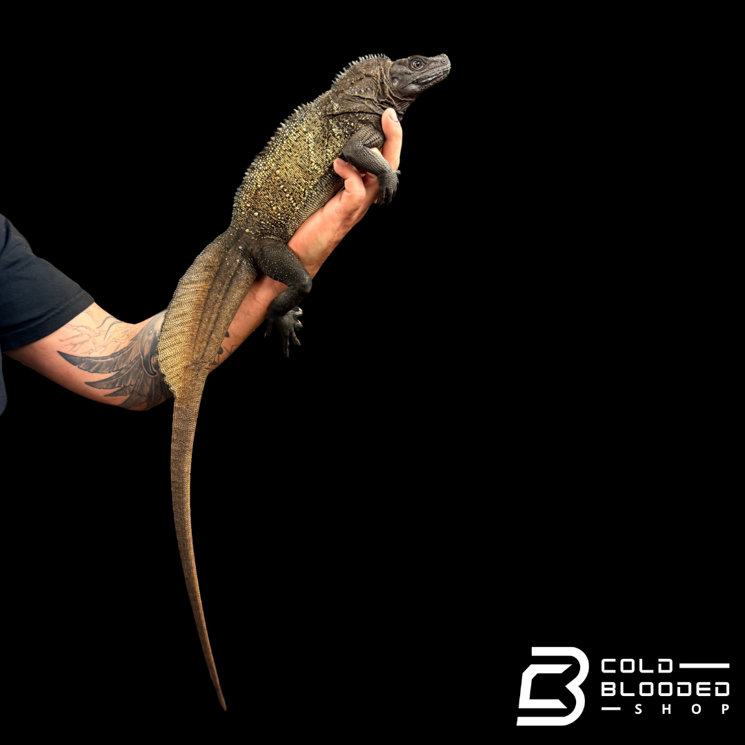 Adult Black Sailfin Dragon Lizard - Hydrosaurus celebensis